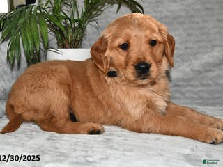Golden Retriever dogs Seriphina - Ad 34