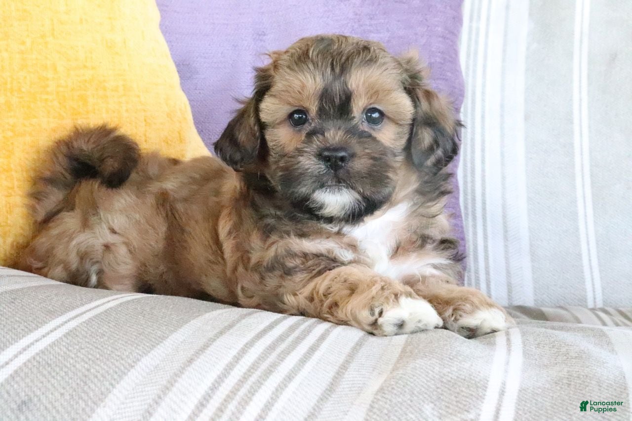 Shihpoo dogs Stephanie - Ad 2