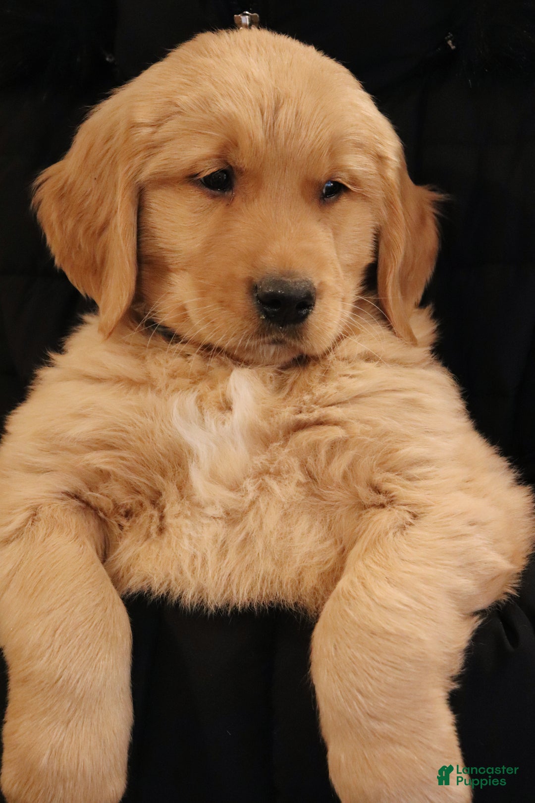 Golden Retriever dogs for sale: Romeo - Ad 6