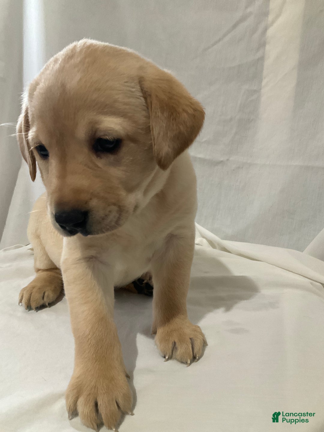 Labrador Retriever dogs for sale: Scarlett - Ad 7