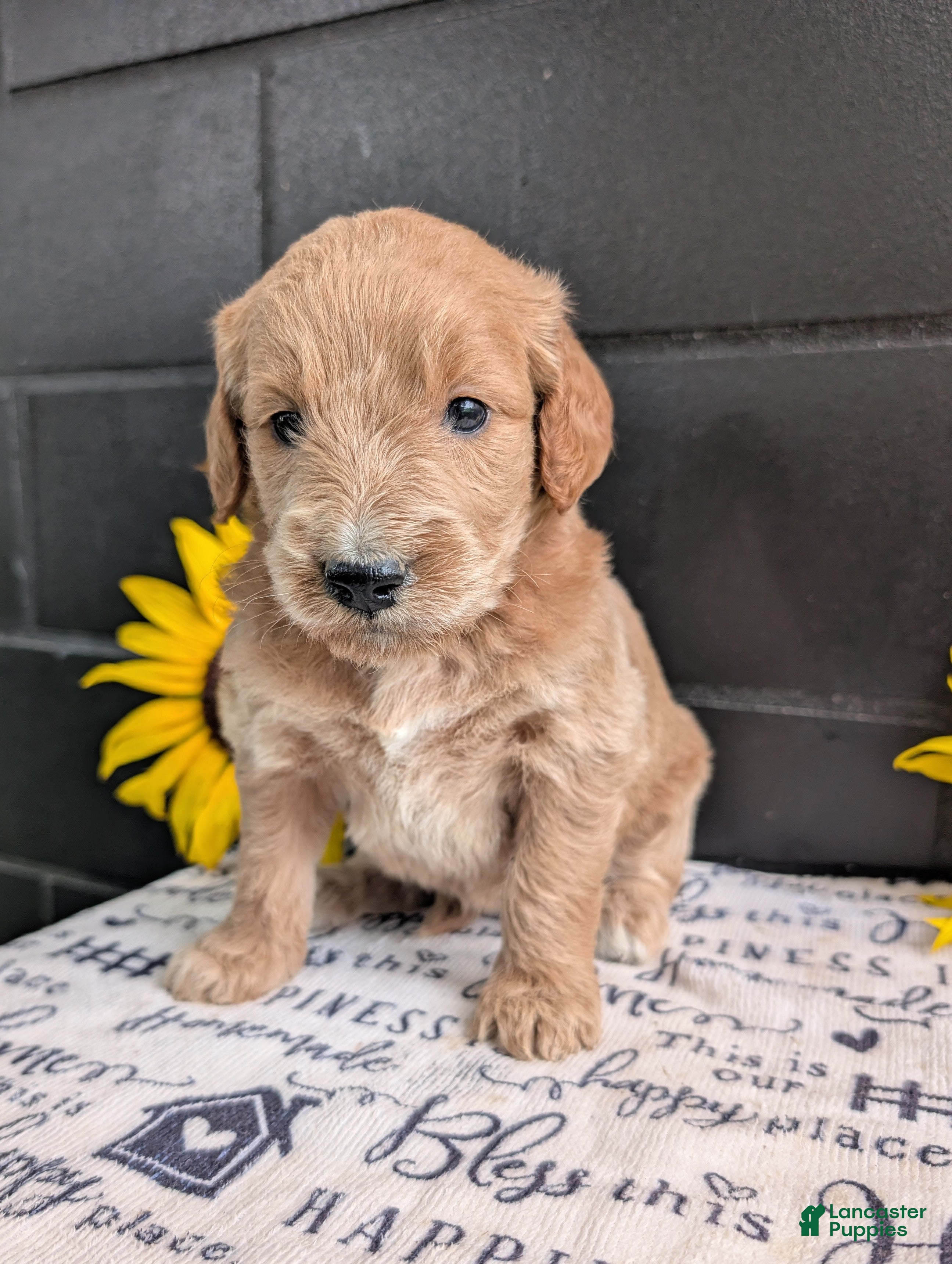 Goldendoodle dogs Libby  - Ad 1