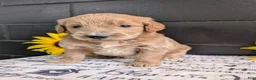 Goldendoodle dogs for sale: Libby  - Ad 1