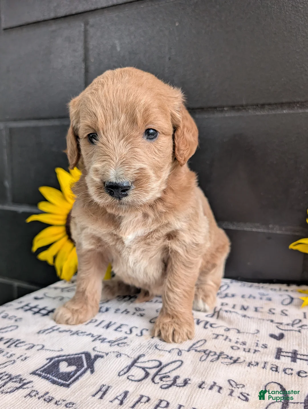 Goldendoodle dogs for sale: Libby  - Ad 1