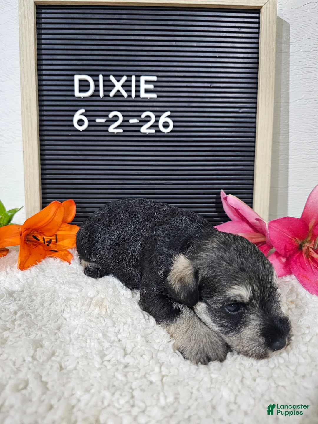 Miniature Schnauzer dogs for sale: Dixie - Ad 10