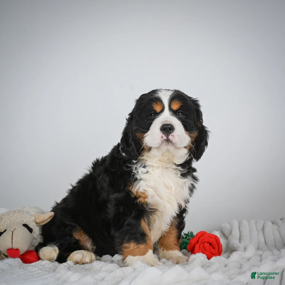 Miniature Bernese Mountain Dog dogs for sale: Toby - Ad 2
