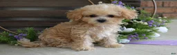 Maltipoo dogs for sale: Ethan  - Ad 6