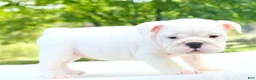 English Bulldog dogs for sale: Harper  - Ad 4