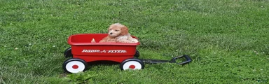 Cavapoo Puppy 4
