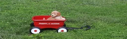 Cavapoo dogs for sale: Cavapoo Puppy 4 - Ad 1