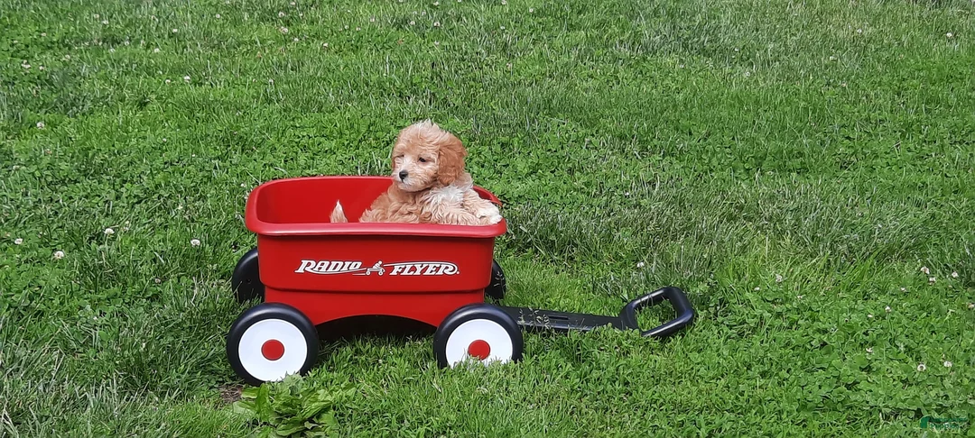 Cavapoo dogs for sale: Cavapoo Puppy 4 - Ad 1