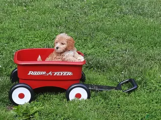 Cavapoo dogs for sale: Cavapoo Puppy 4 - Ad 1