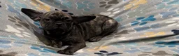 Frug dogs for sale: Tucker - Ad 5