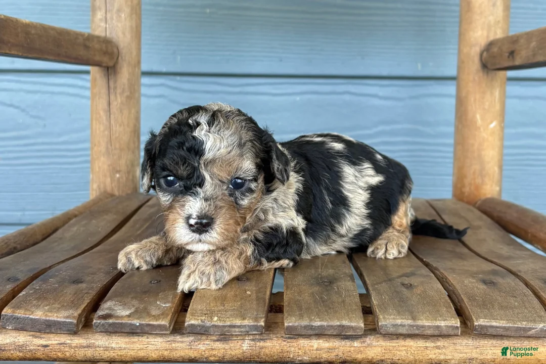 Cavapoo dogs for sale: Quill - Ad 2