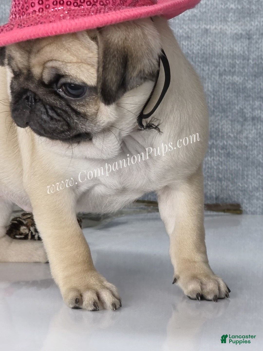Pug dogs for sale: Marie Soft, Sweet, Playful Pug Pup! Great Christmas Present! - Ad 19