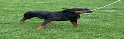 Doberman Pinscher dogs for sale: Doberman Pinscher Puppy 1 - Ad 1