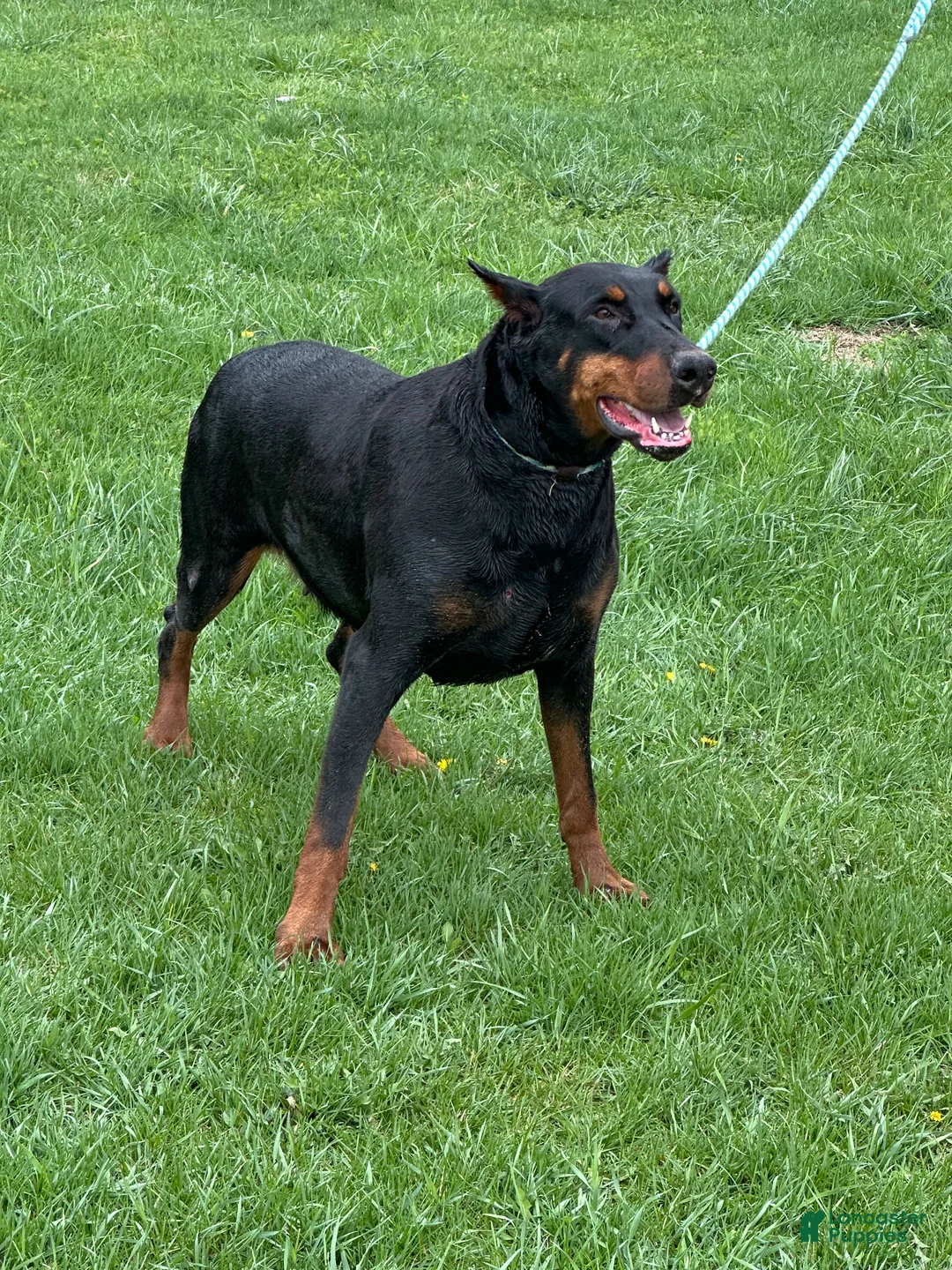 Doberman Pinscher dogs for sale: Doberman Pinscher Puppy 1 - Ad 1