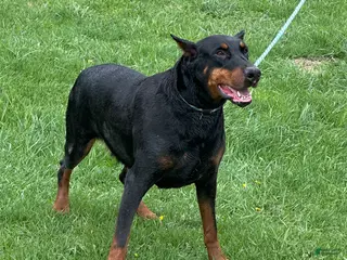 Doberman Pinscher dogs Doberman Pinscher Puppy 1 - Ad 29