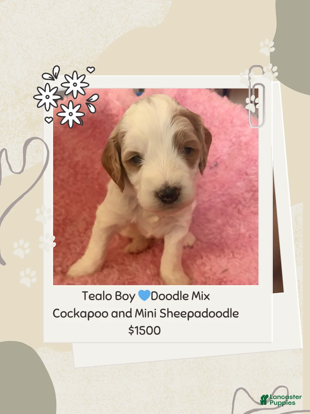 Mixed Breed dogs for sale: Tealo  - Ad 1