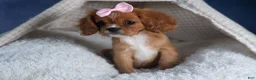 Cavalier King Charles Spaniel dogs for sale: Pippin - Ad 13