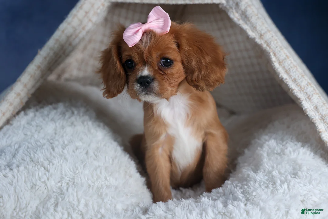 Cavalier King Charles Spaniel dogs for sale: Pippin - Ad 13