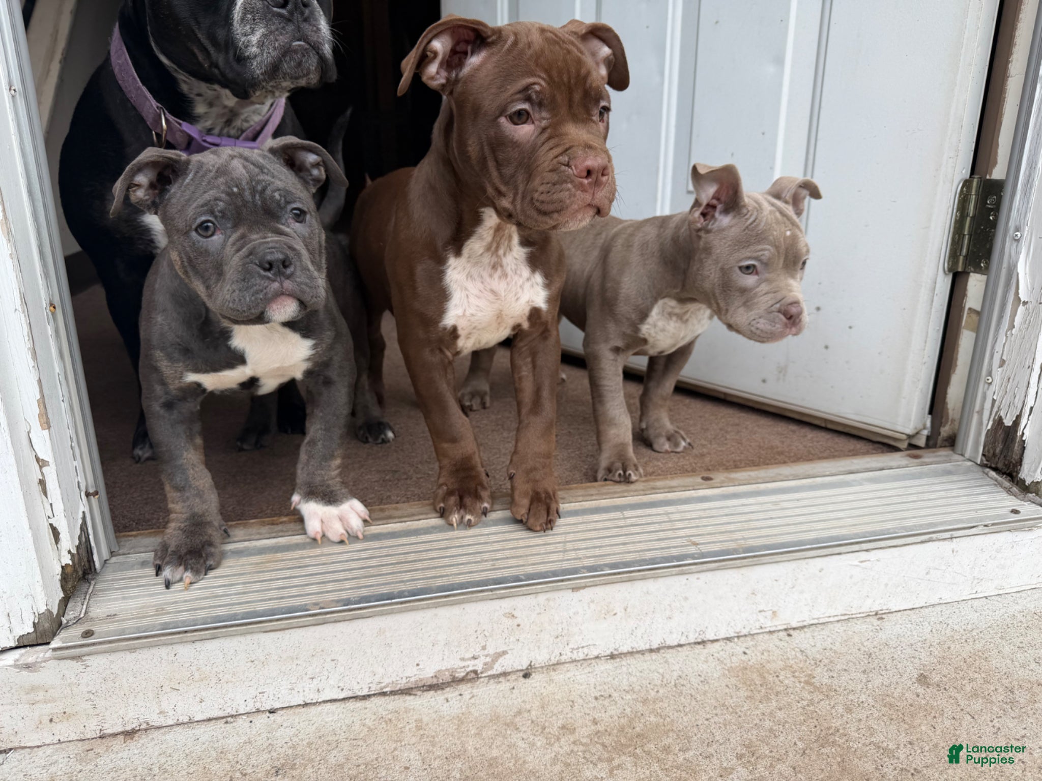 Mixed Breed dogs Mixed Breed Puppy 2 - Ad 11