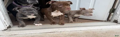 Mixed Breed Puppy 2