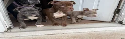 Mixed Breed dogs for sale: Mixed Breed Puppy 2 - Ad 1
