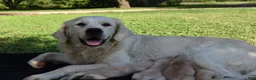 Golden Retriever dogs for sale: Golden Retriever 5 - Ad 7