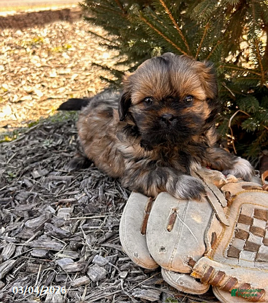 Shih Tzu dogs for sale: Jaila - Ad 1