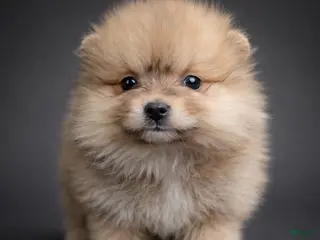 Pomeranian dogs Winston - Ad 3