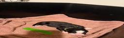 Bernese Mountain Dog dogs for sale: Green - Ad 15