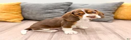Beagle dogs for sale: Smokey - Ad 3