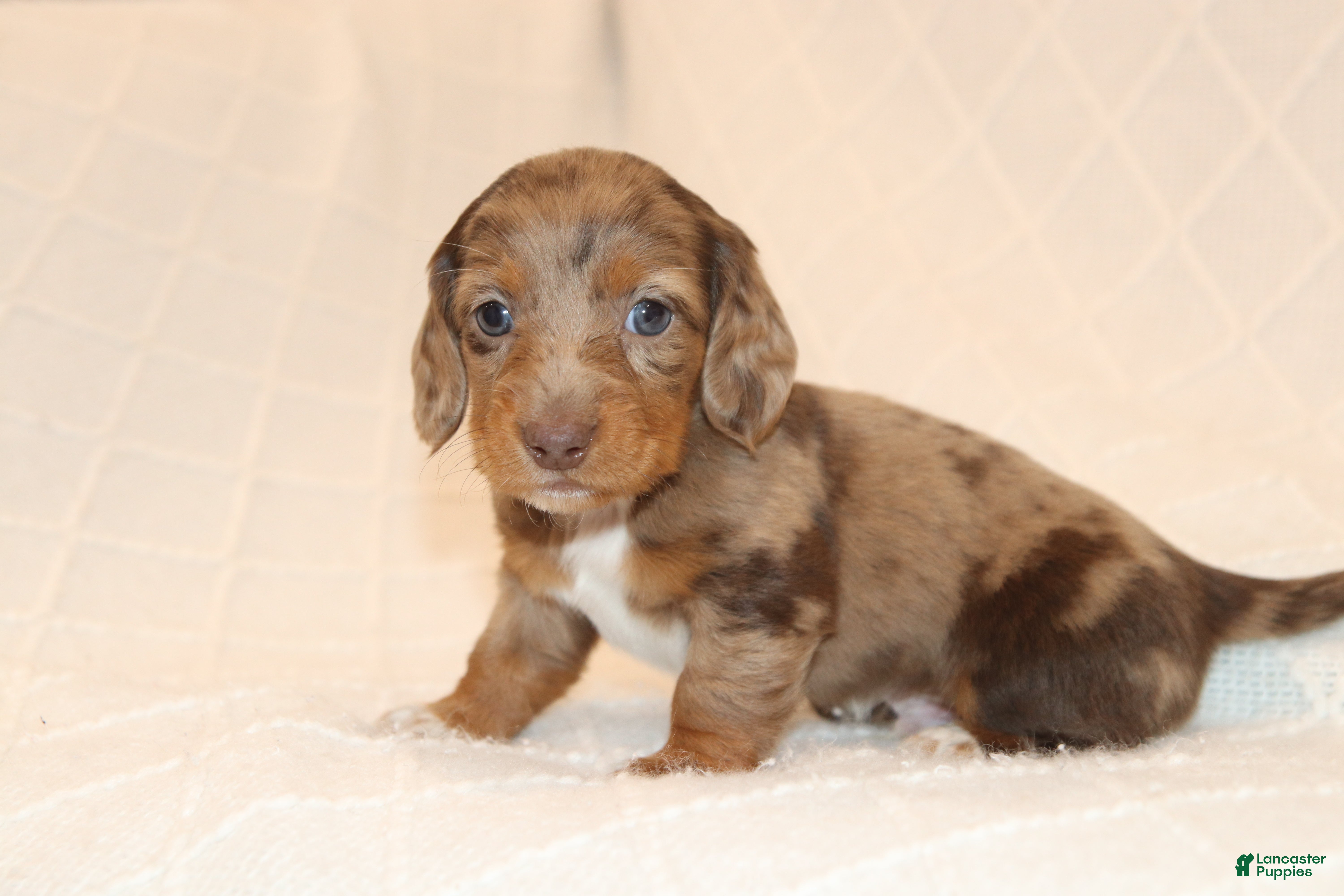 Miniature Dachshund dogs Rusty - Ad 1