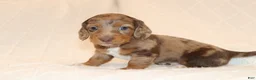 Miniature Dachshund dogs for sale: Rusty - Ad 1