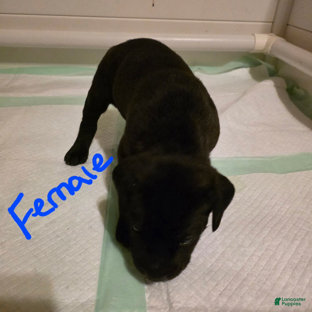 Cane Corso dogs for sale: Cane Corso Puppy 4 - Ad 1
