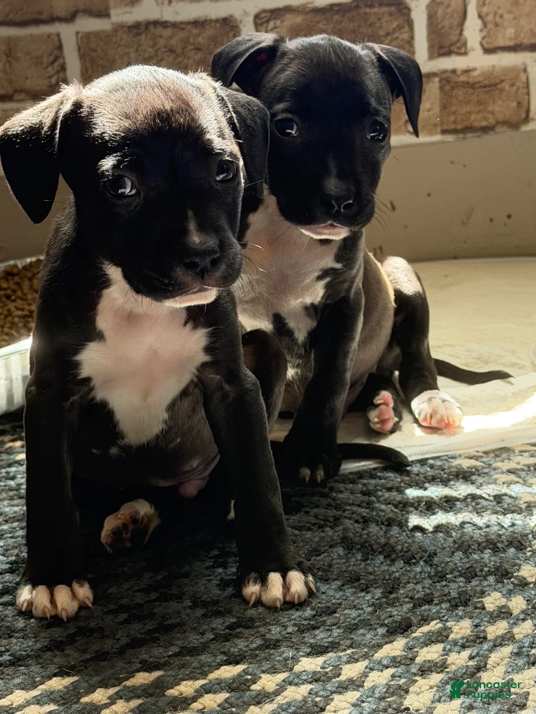 Mixed Breed dogs for sale: Mixed Breed Puppy 8 - Ad 1