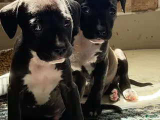 Mixed Breed dogs Mixed Breed Puppy 8 - Ad 29