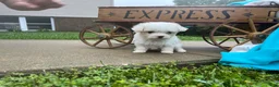 Maltese dogs for sale: Tessa ❤️AKC Genetic Tested 5/6lb Parents🐾Text or call - Ad 3