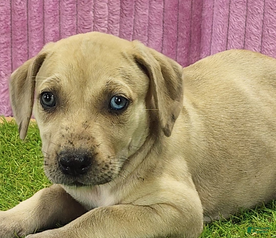 Catahoula Leopard Dog dogs for sale: Duchess 2025 Female 2 - Ad 1