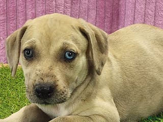 Catahoula Leopard Dog dogs Duchess 2025 Female 2 - Ad 3