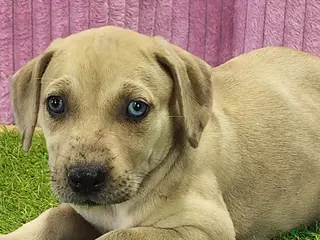 Catahoula Leopard Dog dogs Duchess 2025 Female 2 - Ad 6