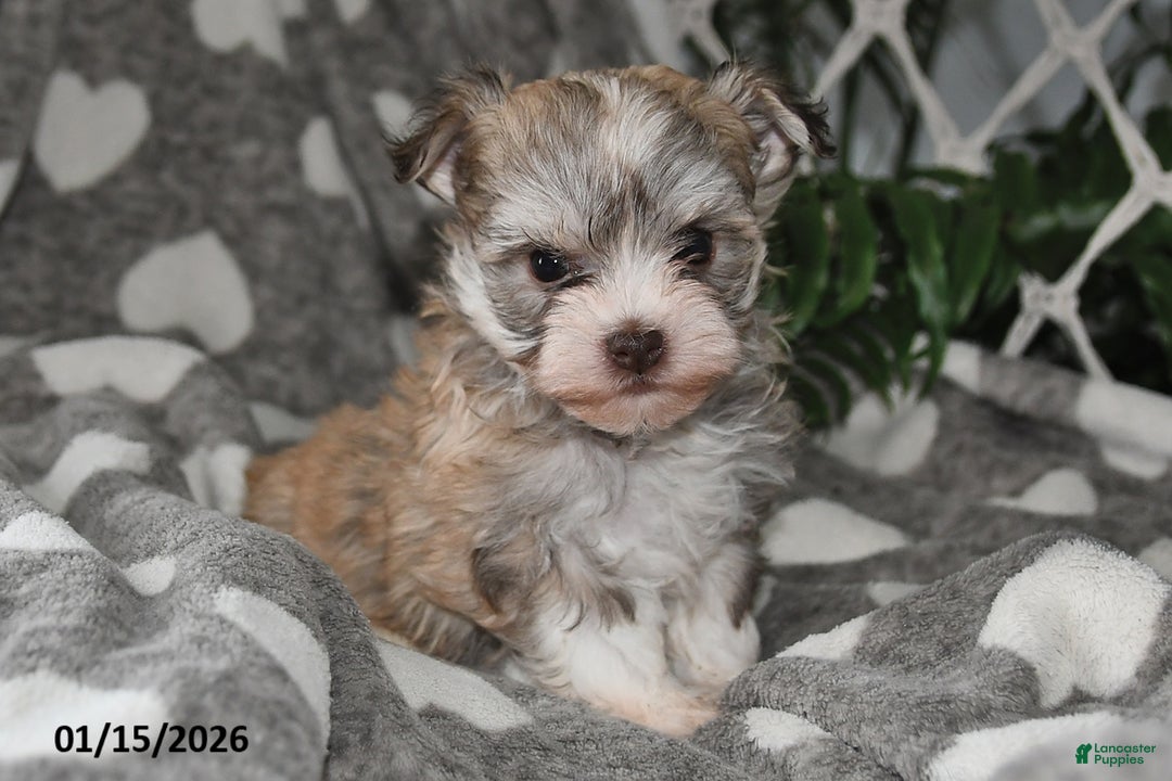Havanese dogs for sale: Gypsy - Ad 4