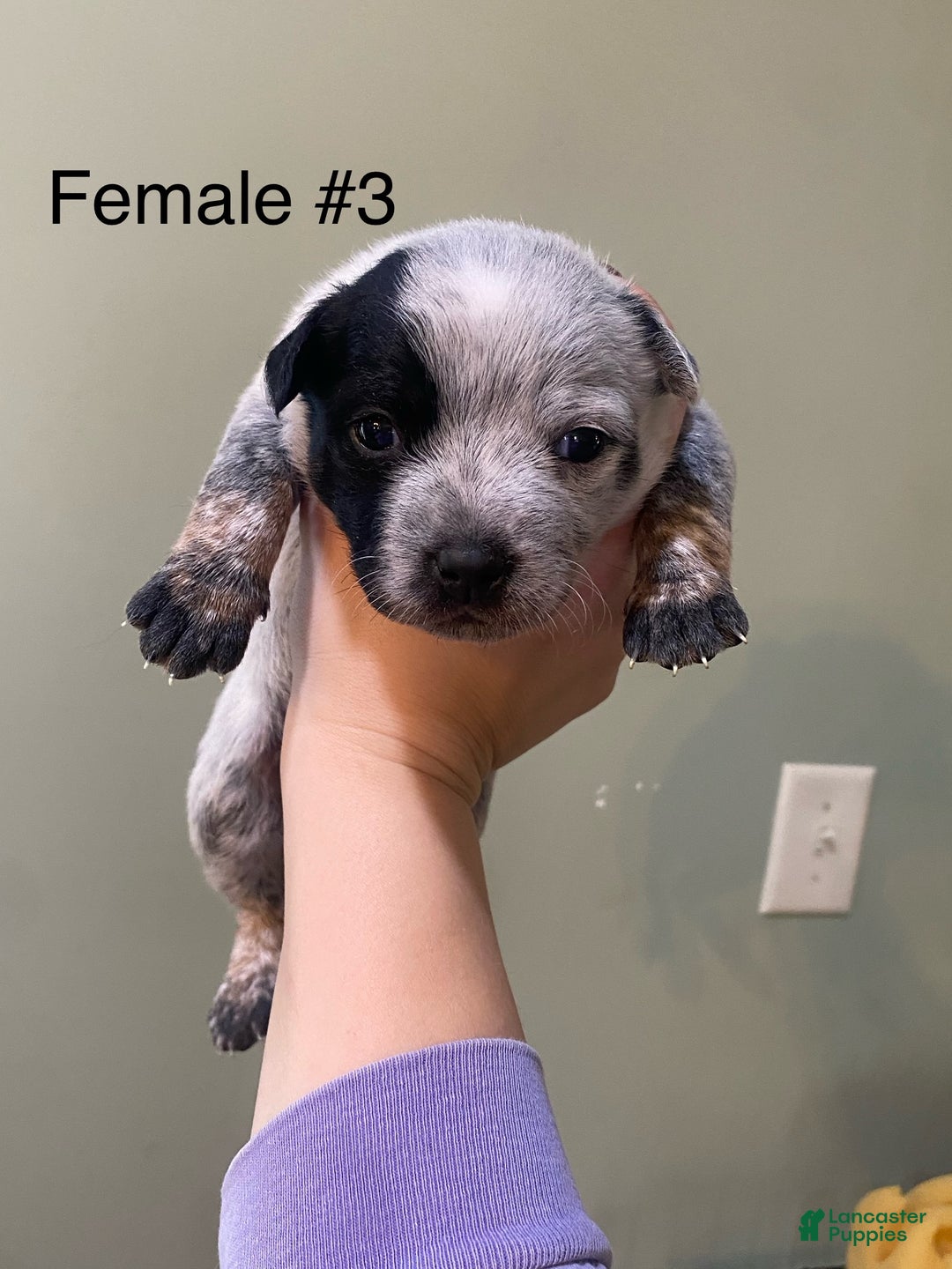 Australian Cattle Dog dogs for sale: Silvia  - Ad 1