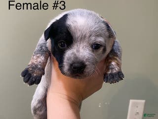 Australian Cattle Dog dogs Silvia - Ad 39