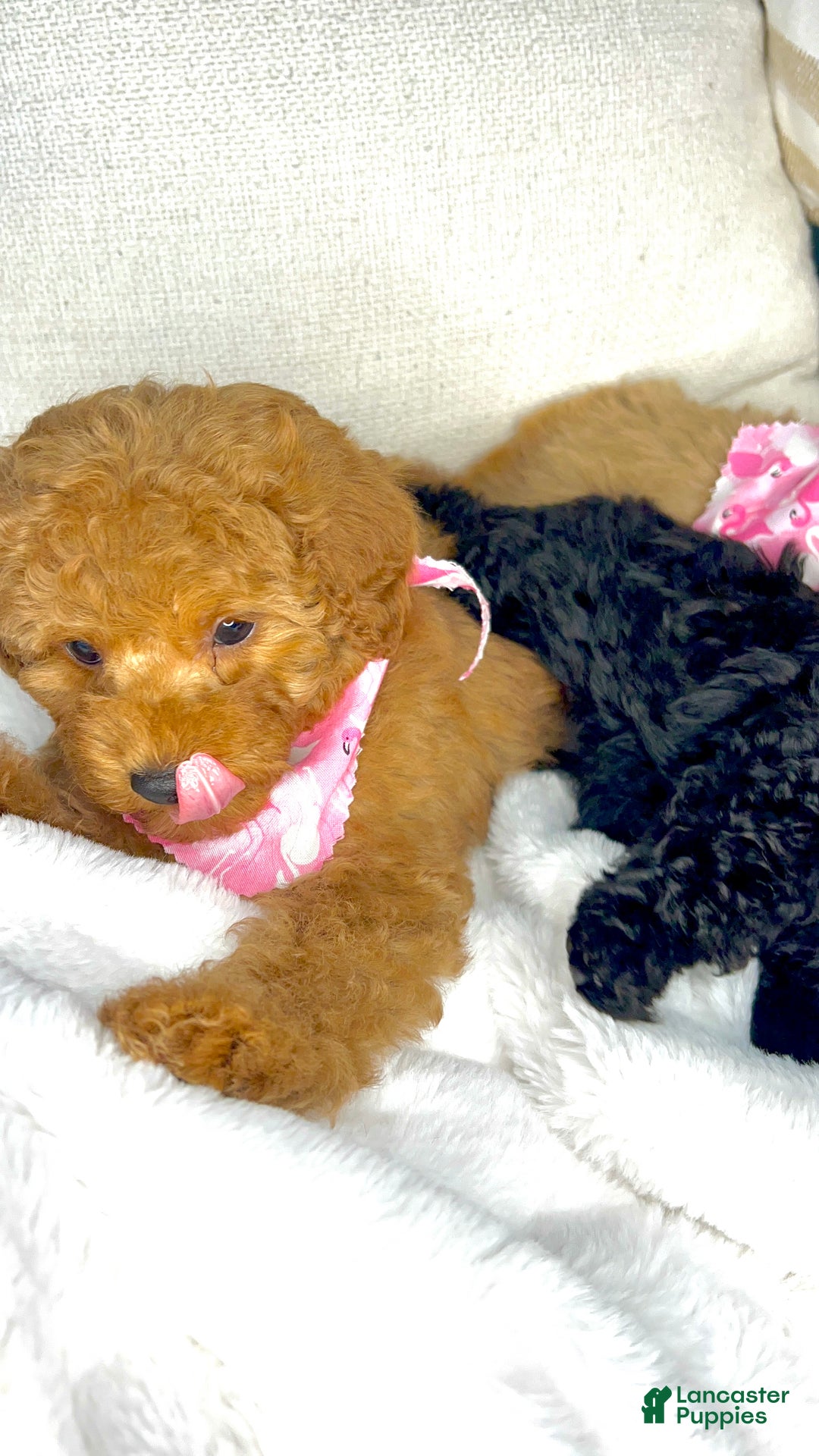 Toy Poodle dogs for sale: Toy Poodle Puppy 2 - Ad 32
