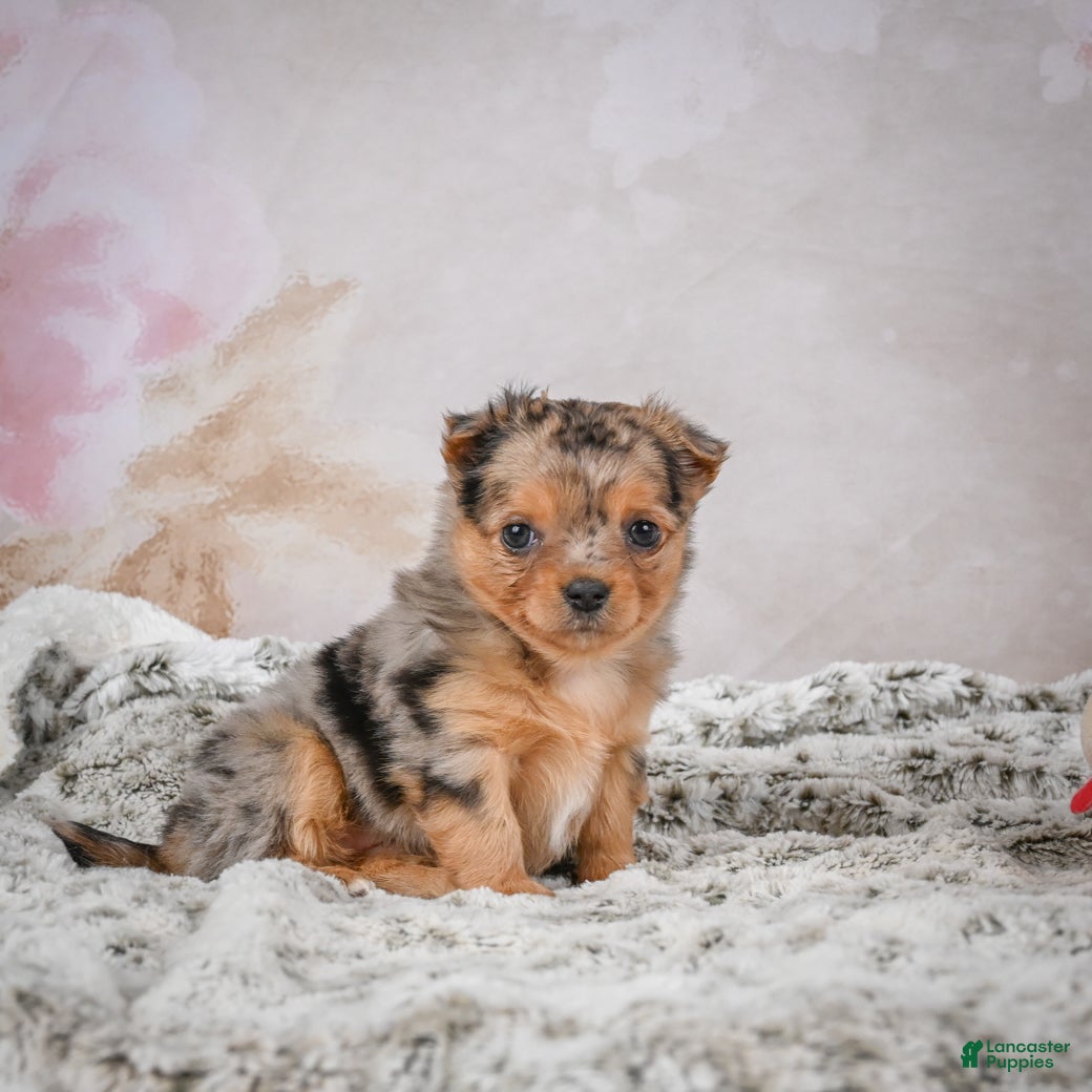 Chihuahua dogs Hazel - Ad 2