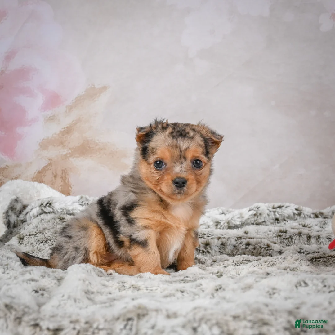 Chihuahua dogs for sale: Hazel - Ad 2