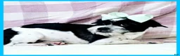 Mixed Breed dogs for sale: Eddie - Ad 1