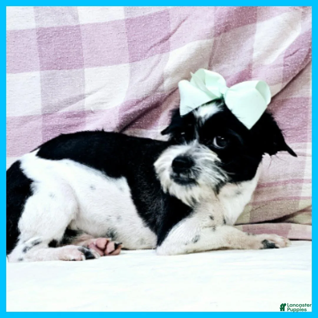 Mixed Breed dogs for sale: Eddie - Ad 1