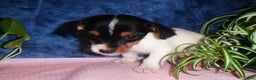 Jack Russell Terrier dogs for sale: Bubbles - Ad 1